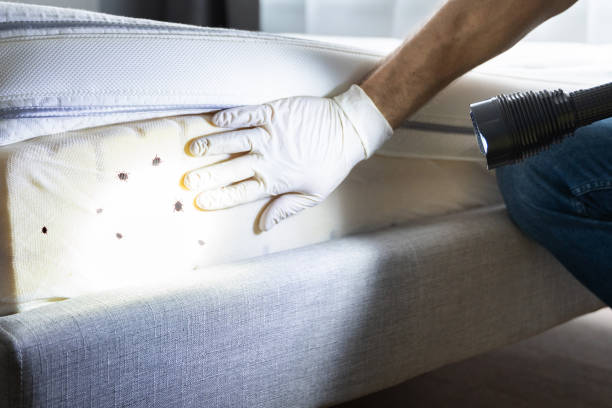 Best Best Pest Control Companies  in Kirtland Af, NM